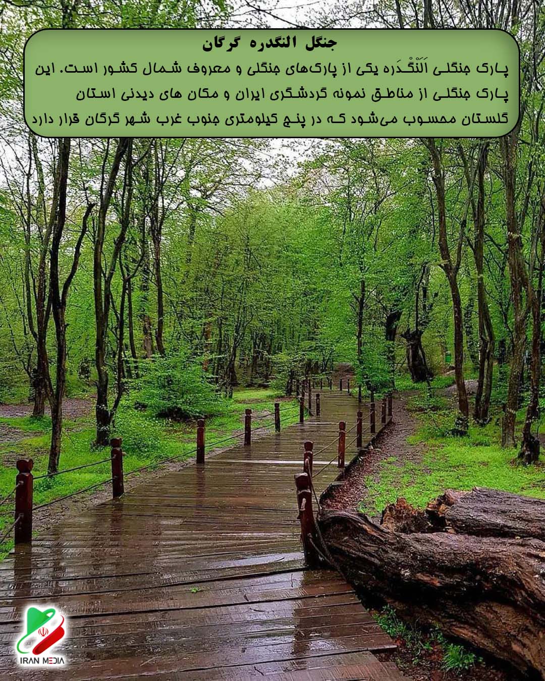 جنگل النگدره گرگان